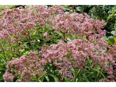 Eupatorium