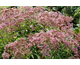 Eupatorium Phantom