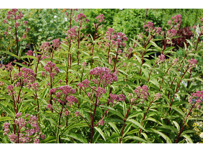 Eupatorium maculatum