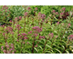 Eupatorium maculatum Baby Joe