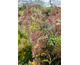 Eupatorium maculatum Atropurpureum (Glow)