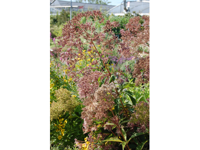 Eupatorium maculatum