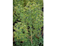 Euphorbia characias ssp. wulfenii None