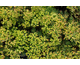 Euphorbia cyparissias Clarice Howard