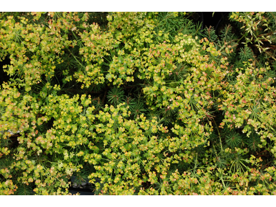 Euphorbia cyparissias