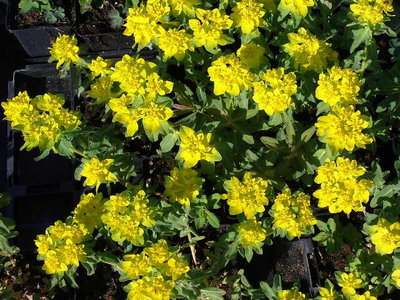 Euphorbia polycroma