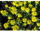 Euphorbia polycroma 