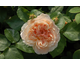 Rosa Evelyn