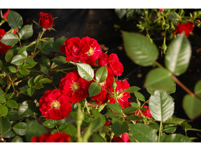 Rosa