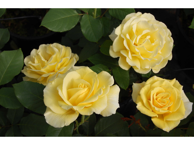 Rosa