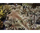 Athyrium niponicum Pictum