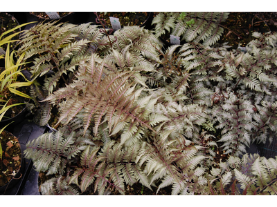 Athyrium niponicum