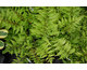 Athyrium niponicum