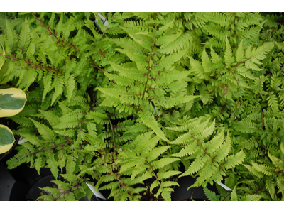 Athyrium niponicum