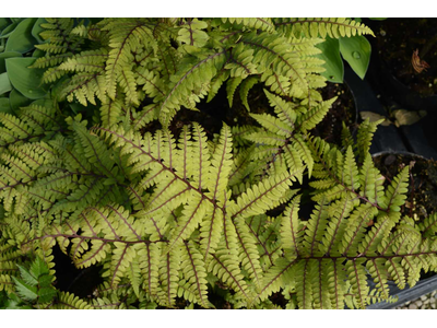 Athyrium otophorum