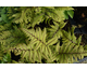 Athyrium otophorum None