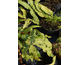 Dryopteris sieboldii None