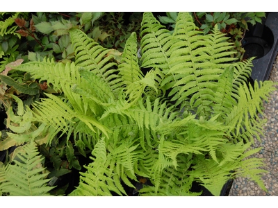 Matteuccia struthiopteris