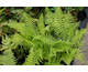 Matteuccia struthiopteris 