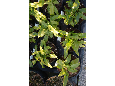 Asplenium scolopendrium