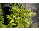 Asplenium scolopendrium Cristatum