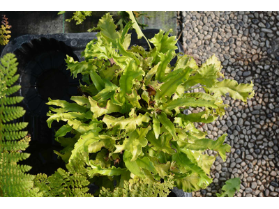 Asplenium scolopendrium