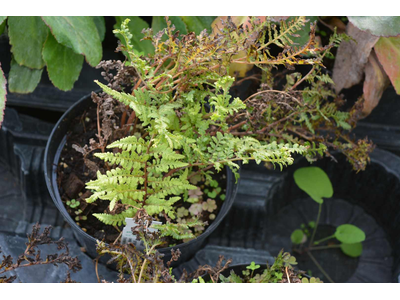 Athyrium