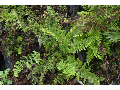 Athyrium filix-femina