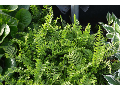 Dryopteris affinis