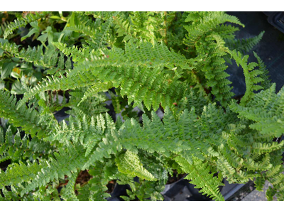 Dryopteris affinis