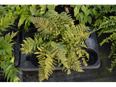 Dryopteris buschiana