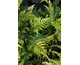 Dryopteris championii