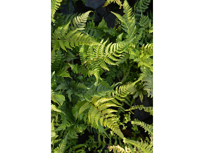 Dryopteris championii