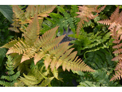 Dryopteris erythrosora