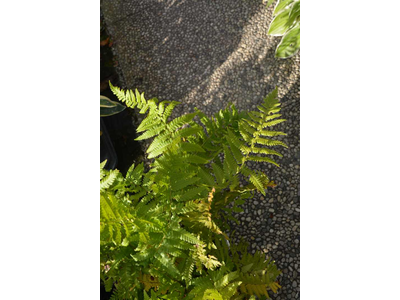 Dryopteris marginalis