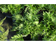 Polypodium Whitley Giant