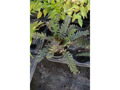 Polystichum