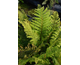 Polystichum setiferum