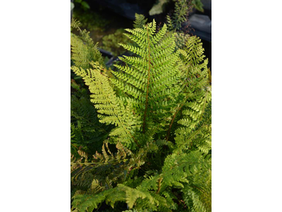 Polystichum setiferum