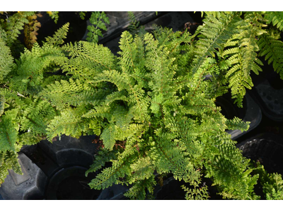 Polystichum setiferum