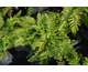 Polystichum setiferum