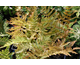Dryopteris dilatata 