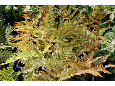 Dryopteris dilatata