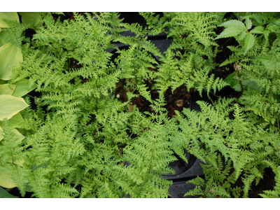 Dryopteris dilatata