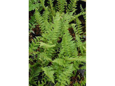 Dryopteris filix mas