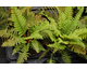 Polystichum setiferum Dahlem