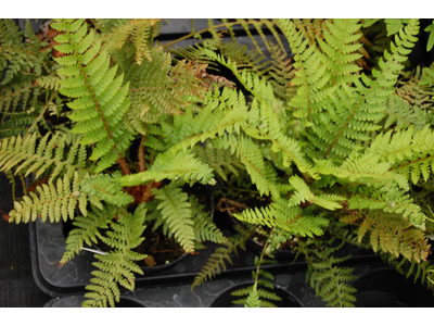 Polystichum setiferum