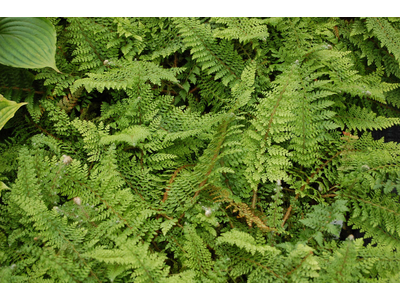 Polystichum setiferum