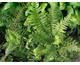 Polystichum setiferum