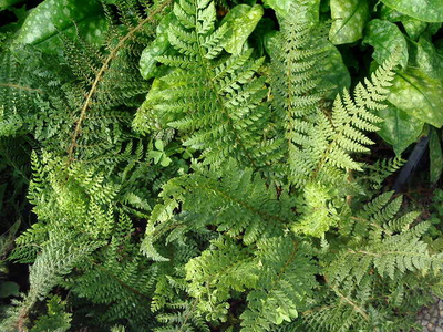 Polystichum setiferum